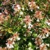 abelia