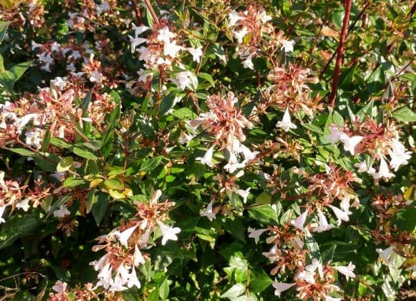 abelia