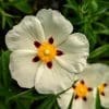 cistus x verguinii