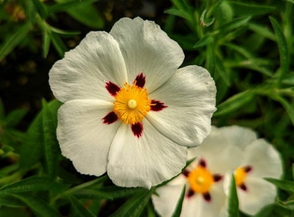 cistus x verguinii