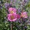 oenothera berlandieri