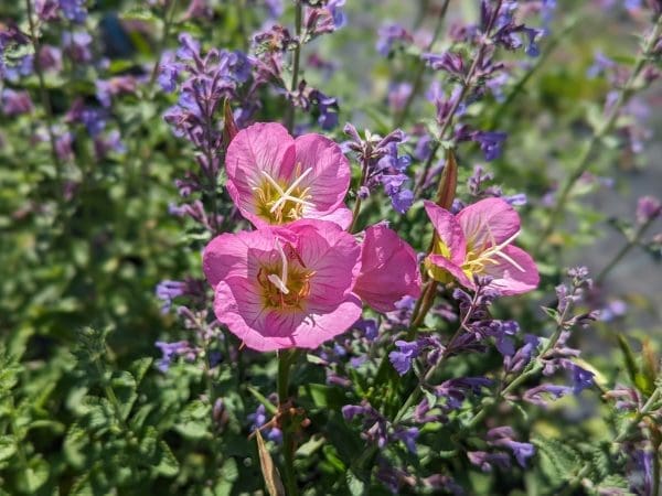 oenothera berlandieri