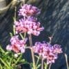 floraison violette du verveinne de buenos aeres, détail