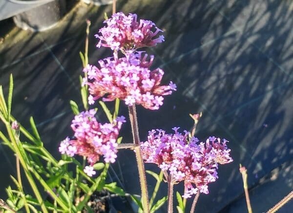 floraison violette du verveinne de buenos aeres, détail