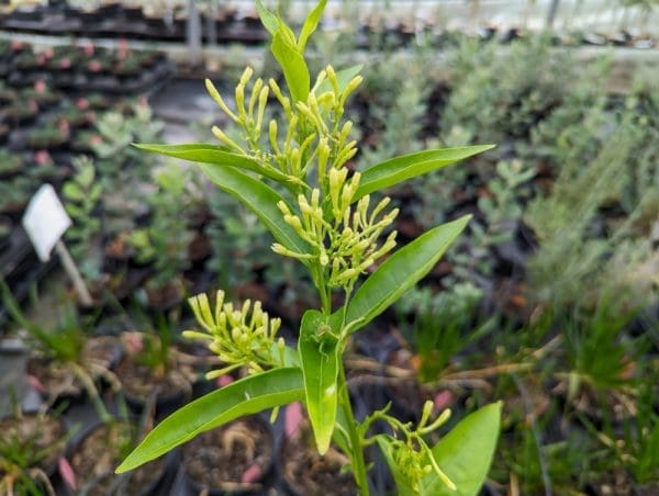 galant de nuit, cestrum nocturnum