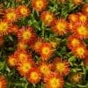 Delosperma Fire Wonder