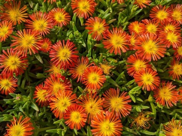 Delosperma Fire Wonder