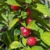 ragouminier à gros fruit