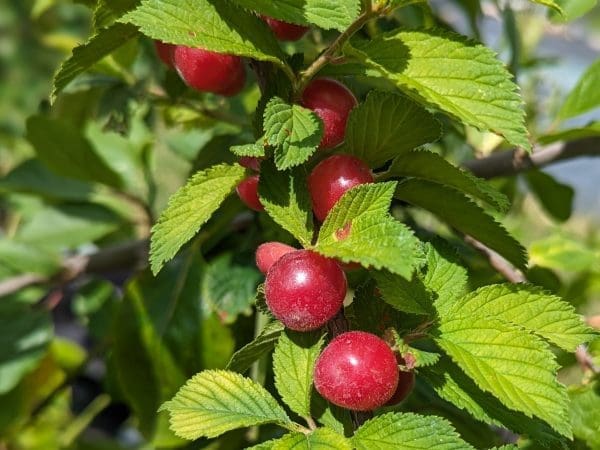 ragouminier à gros fruit