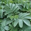 Melianthus Major