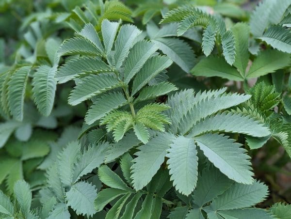 Melianthus Major