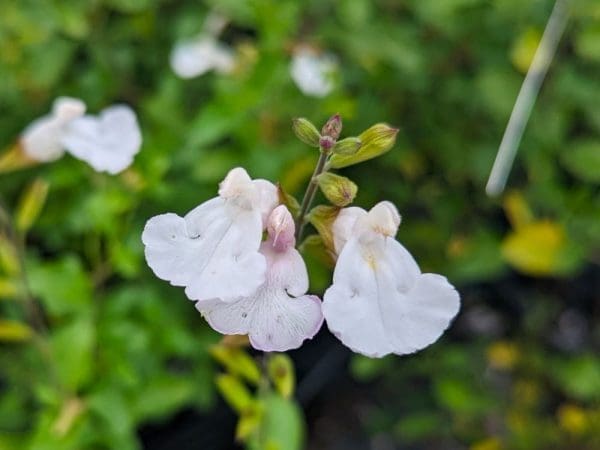 sauge à fleurs blanches Gletsjer