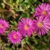 Delosperma Pink