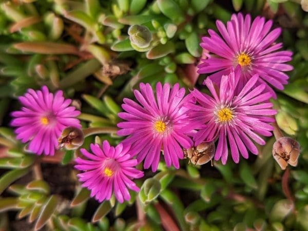 Delosperma Pink