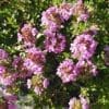 thymus longicaulis