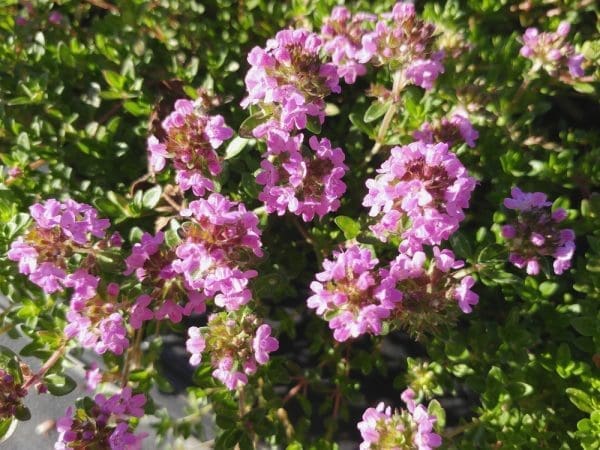 thymus longicaulis