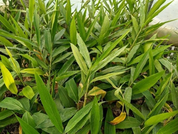 alpinia galanga, gingembre rustique