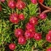 Delosperma Feu