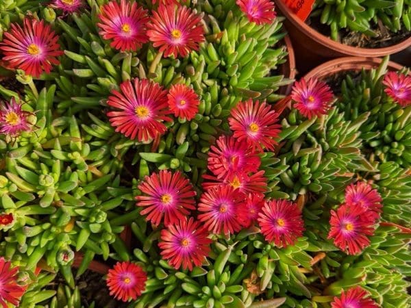 Delosperma Feu