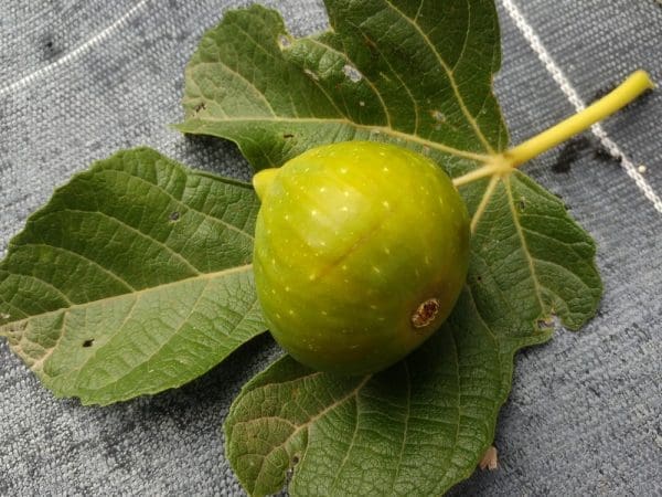 ficus fiorone bianco