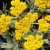 achillea clypeolata