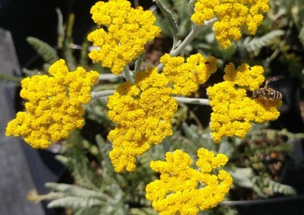 achillea clypeolata