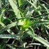 aloe arborescens