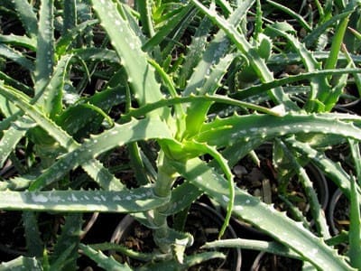 aloe arborescens