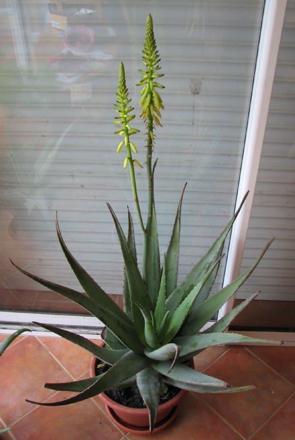 aloe vera