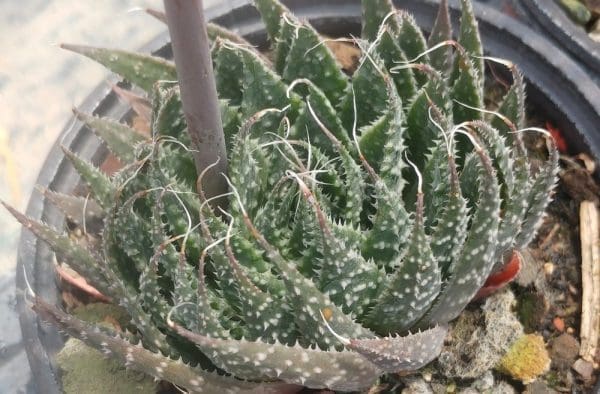 aloe aristata