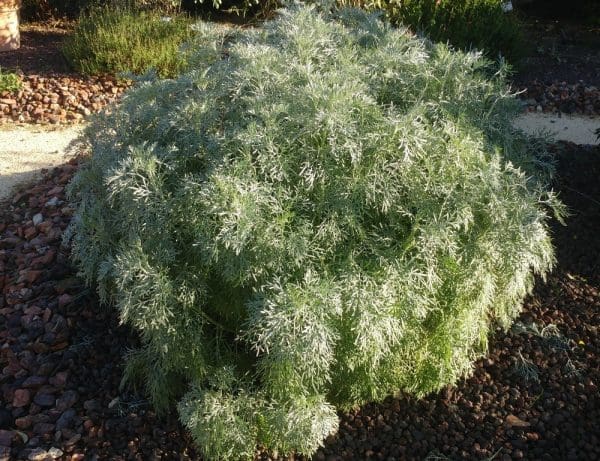 Artemisia arborescens