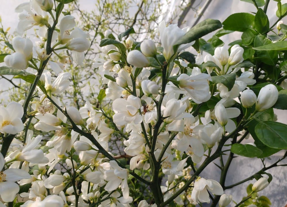 Citrus citrange « Morton » sur PT, Agrume rustique »Morton »