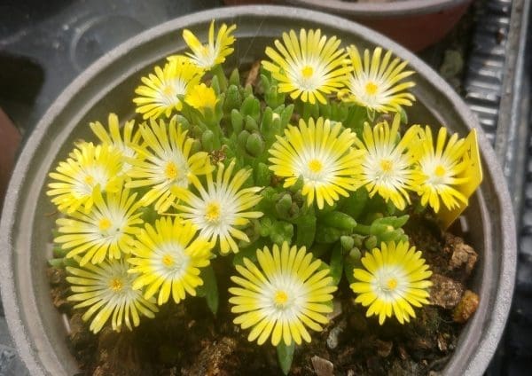 Delosperma citron