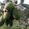 Feijoa Mammoth