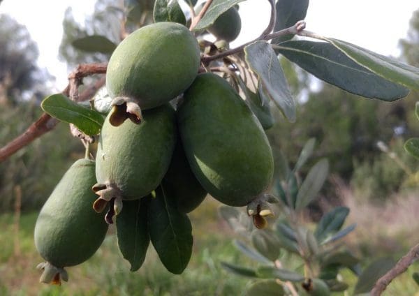 Feijoa Mammoth