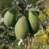 Feijoa