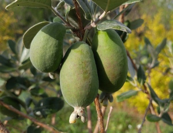 Feijoa