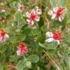 Feijoa Triumph