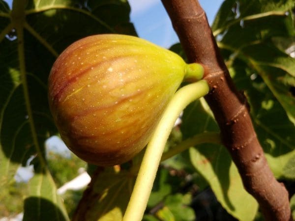 Madeleine des 2 Saisons