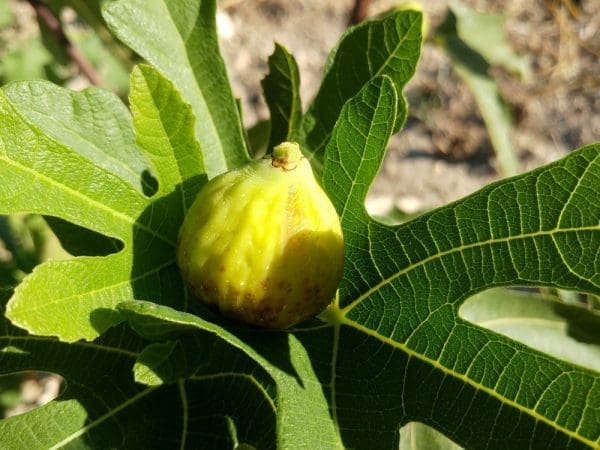 figues blanches