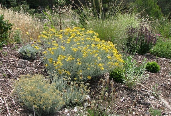 Valériane : Belle plante et utile - Jardin Biodiversité - Le Blog