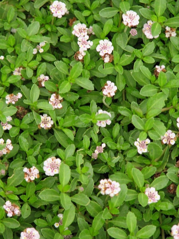 Lippia nodiflora, un alternatif au gazon à feuilles vertes et fleurs blanches