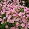 oenothera berlandieri