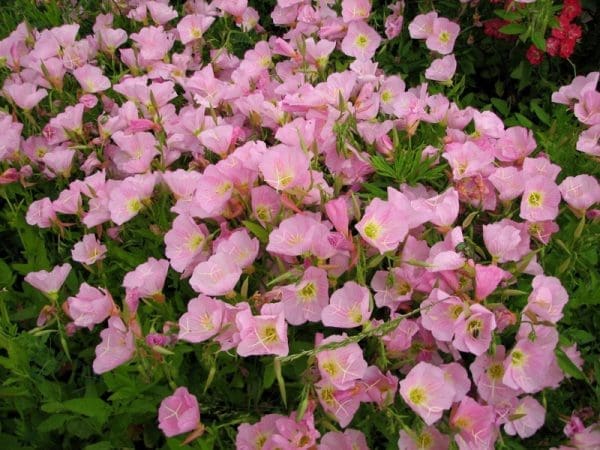 oenothera berlandieri