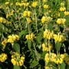 Phlomis Edward Bowles