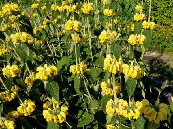 Phlomis Edward Bowles