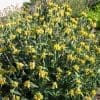 phlomis fruticosa