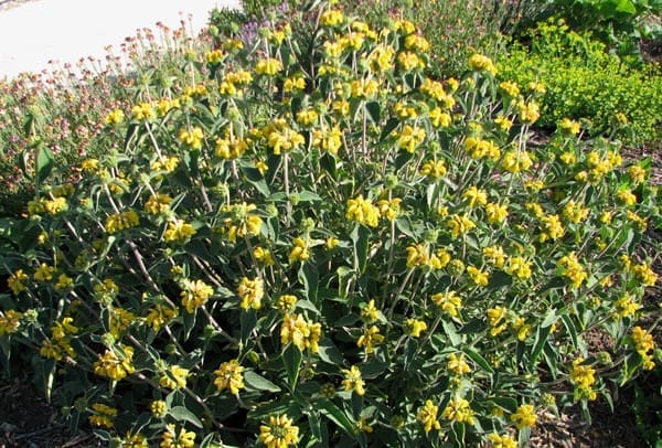 phlomis fruticosa