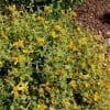 phlomis nain phlomis lanata