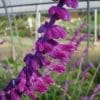 salvia leucantha purple